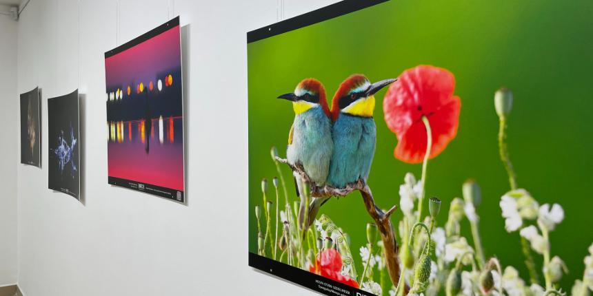 BIRDO - az v madrfotsa 2024 vndorkillts