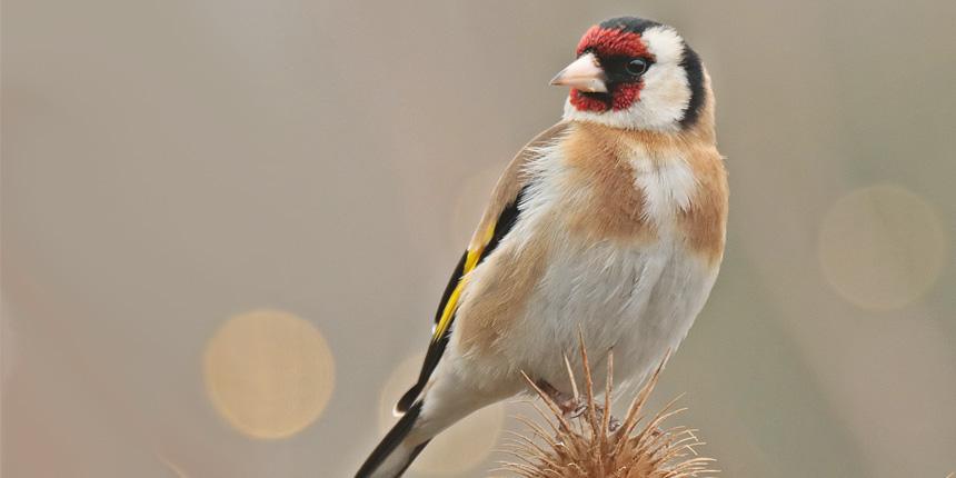 Adorjn Pter termszetfots killtsmegnyit