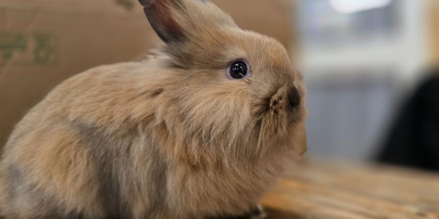 H�sv�ti j�tsz�h�z